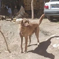 توله پژددرده ماهه