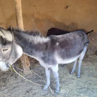 الاغ جوان گله ای