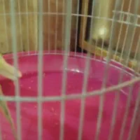 جفت جوجه مرغ عشق|پرنده|زاهدان, |دیوار