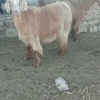 فروشی بز|حیوانات مزرعه|قشلاق دشت, |دیوار