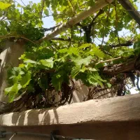 برگ انگور مخصوص دلمه