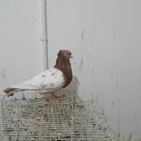 کبوتر کله سینه دم سفید دم سیاه طوقی|پرنده|شیروان (خراسان), |دیوار