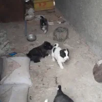 توله افغان از پدر مادر خوب وگله ای