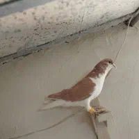 سه تا شهری خوب