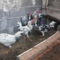 خروسمرغ فروشی گلین چهل تاج ریشو پردیس جاجرود|حیوانات مزرعه|جاجرود, |دیوار