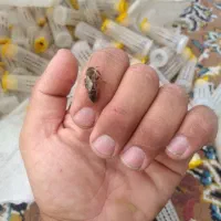 ملکه باکره کارنیکا آلمان f1