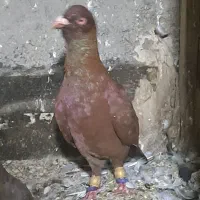 نر گرفتنی
