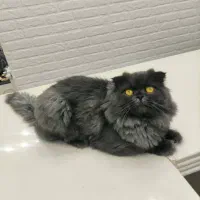 گربه اسکاتیش فولد لانگهِر Scottish Fold Longhair|گربه|پاوه, |دیوار