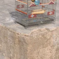 سهره قناری