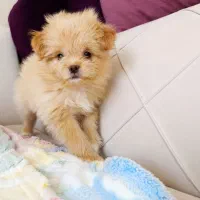 شیتزو پامر|سگ|صدرا-فارس, فاز ۱|دیوار