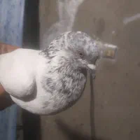 کبوتر|پرنده|خاش, |دیوار