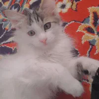 بچه گربه