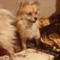 ۲عددسگ پامرین روباهی|سگ|هشتگرد, شهرک راه آهن|دیوار