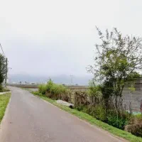 زمین 519 متری با نسق مادرو پروانه در ماسال