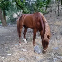 اسب نریان|اسب و تجهیزات اسبسواری|زنجان, |دیوار