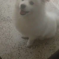 توله پامیرین|سگ|کهریزک, |دیوار