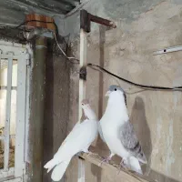 نر و ماده پلاس مهر