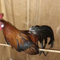 خروس مینیاتوری  گوشواره سفید