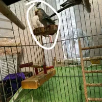 یک عروس هلندی و طوطی برزیلی|پرنده|اسلام‌شهر, شهرک سعیدیه|دیوار