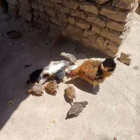 12عدد جوجه محلی