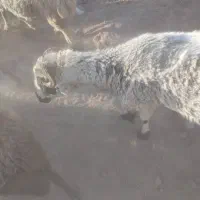 بره نر وماده فروشی|حیوانات مزرعه|رفسنجان, |دیوار