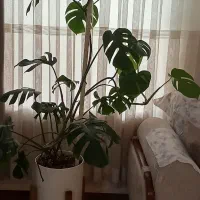 دو عددگلدان بزرگ انجیری  سالم و با کیفیت