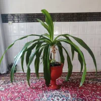 گل آپارتمانی