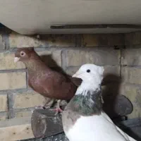 کبوتر قشنگ و ذات دار