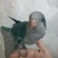 جوجه راهب