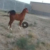 اسب|اسب و تجهیزات اسبسواری|بستان آباد, |دیوار