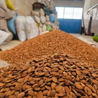 بازرگانی بادام درختی