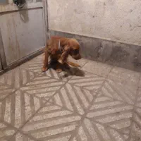 ۶عدد سگ|سگ|تهران, اقدسیه|دیوار