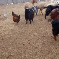 بزغاله وبز|حیوانات مزرعه|سده (خراسان جنوبی), |دیوار