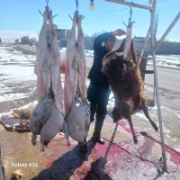 گوشت بره نر و گوسفندی