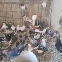 کفتر  رنگی به شرط همه چی  فروش یکجا