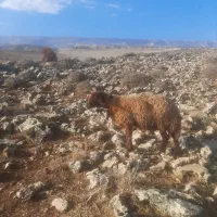 بره میش|حیوانات مزرعه|هندمینی, |دیوار