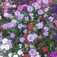 باغچه کاری و باغبانی با بیش از 40سال تجربه