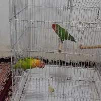 طوطی برزیلی