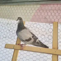 مفلق خرقه|پرنده|اصفهان, نصرآباد|دیوار
