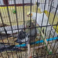 عروس هلندی|پرنده|عجب شیر, |دیوار