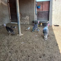 بوقلمون
