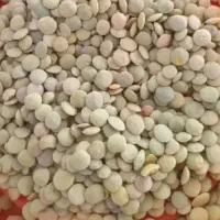 عدس درجه یک  روسی  در تناژ بالا . یک تن به بالا
