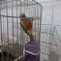 دو عدد طوطی گرینچیک ماده|پرنده|گلستان (تهران), |دیوار