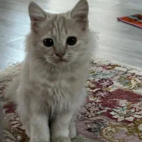 گربه|گربه|میاندوآب, |دیوار