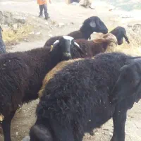 گوسفند‌ابستن