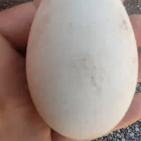 تخم غاز تازه