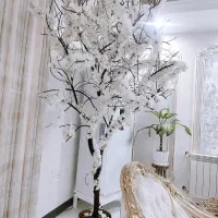 درختچه شکوفه سیب