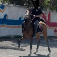 اسب نریان|اسب و تجهیزات اسبسواری|مشکیندشت, |دیوار