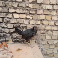 جوجه مرغ و خروس|حیوانات مزرعه|سبزوار, قصبه غربی|دیوار