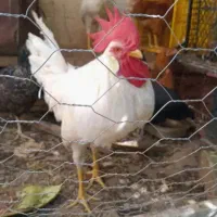 یک عدد خروس جوان